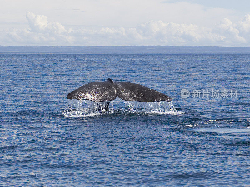 Fluke of a Sperm Whale (Physeter catodon)